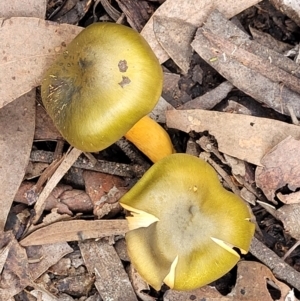 Cortinarius austrovenetus at O'Connor, ACT - 24 Jun 2022