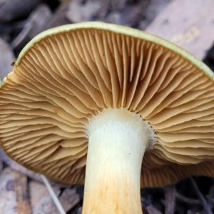 Cortinarius austrovenetus at O'Connor, ACT - 24 Jun 2022 11:42 AM