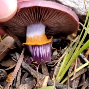 Cortinarius archeri s.l. at O'Connor, ACT - 24 Jun 2022 11:43 AM