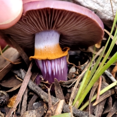 Cortinarius archeri s.l. (Emperor Cortinar) at Bruce Ridge - 24 Jun 2022 by trevorpreston