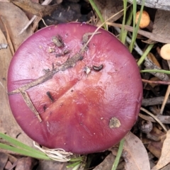 Cortinarius archeri s.l. at O'Connor, ACT - 24 Jun 2022 11:43 AM