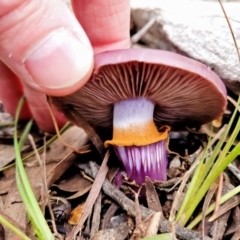 Cortinarius archeri s.l. at O'Connor, ACT - 24 Jun 2022 11:43 AM