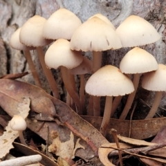 Mycena 'clarkeana group' at O'Connor, ACT - 24 Jun 2022 by trevorpreston