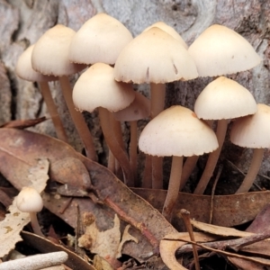 Mycena 'clarkeana group' at O'Connor, ACT - 24 Jun 2022 11:45 AM