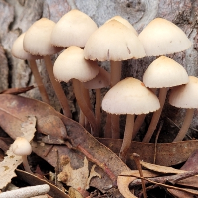 Mycena 'clarkeana group' at O'Connor, ACT - 24 Jun 2022 by trevorpreston