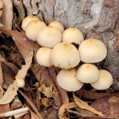 Mycena 'clarkeana group' at O'Connor, ACT - 24 Jun 2022 11:45 AM