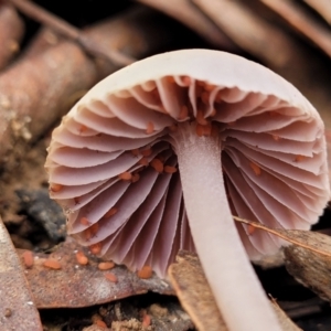 Mycena 'clarkeana group' at O'Connor, ACT - 24 Jun 2022 11:45 AM