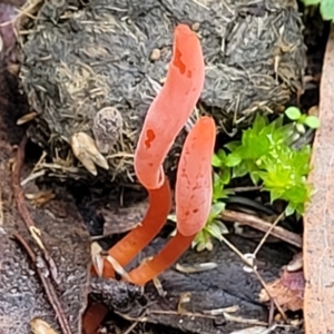 Clavulinopsis corallinorosacea at O'Connor, ACT - 24 Jun 2022