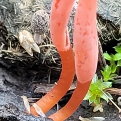 Clavulinopsis corallinorosacea at O'Connor, ACT - 24 Jun 2022