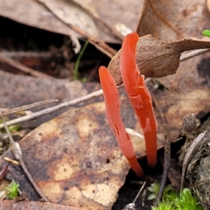 Clavulinopsis corallinorosacea at O'Connor, ACT - 24 Jun 2022