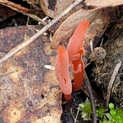 Clavulinopsis corallinorosacea at O'Connor, ACT - 24 Jun 2022