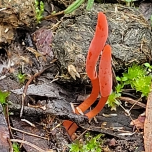 Clavulinopsis corallinorosacea at O'Connor, ACT - 24 Jun 2022