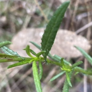 Senecio madagascariensis at Watson, ACT - 24 Jun 2022 01:21 PM