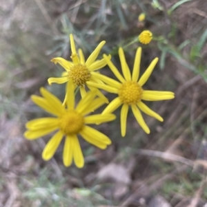 Senecio madagascariensis at Watson, ACT - 24 Jun 2022 01:21 PM