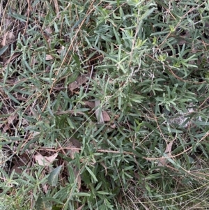 Billardiera scandens at Googong, NSW - 19 Jun 2022 04:30 PM