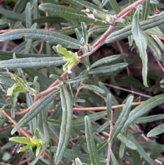 Billardiera scandens at Googong, NSW - 19 Jun 2022