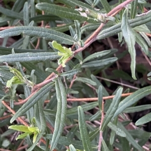 Billardiera scandens at Googong, NSW - 19 Jun 2022 04:30 PM