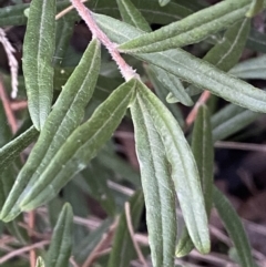 Billardiera scandens at Googong, NSW - 19 Jun 2022