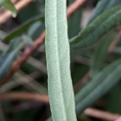 Billardiera scandens at Googong, NSW - 19 Jun 2022 04:30 PM