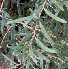 Billardiera scandens at Googong, NSW - 19 Jun 2022 04:30 PM