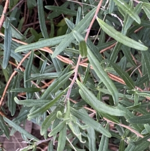 Billardiera scandens at Googong, NSW - 19 Jun 2022