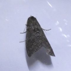 Lepidoscia (genus) ADULT (A Case moth) at QPRC LGA - 22 Jun 2022 by Paul4K