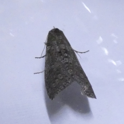 Lepidoscia (genus) ADULT (A Case moth) at Boro - 22 Jun 2022 by Paul4K