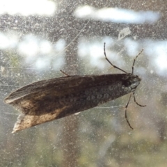 Lepidoscia (genus) ADULT at Borough, NSW - 22 Jun 2022
