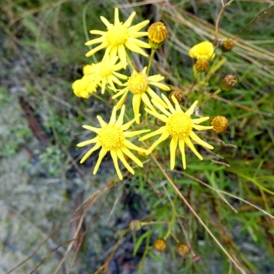 Senecio madagascariensis (Madagascan Fireweed, Fireweed) at Borough, NSW - 22 Jun 2022 by Paul4K