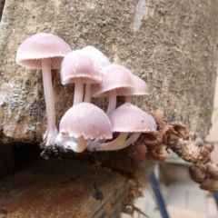 Mycena 'clarkeana group' at Queanbeyan, NSW - 20 Jun 2022 by Paul4K