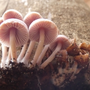 Mycena 'clarkeana group' at suppressed - 20 Jun 2022