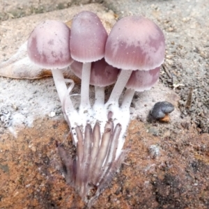 Mycena 'clarkeana group' at suppressed - 20 Jun 2022