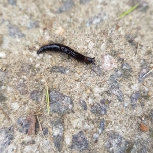 Deroceras sp. (genus) at Kambah, ACT - 23 Jun 2022