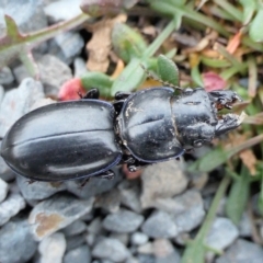 Carenum (genus) (Predatory ground beetle) at Yass River, NSW - 24 Jun 2022 by SenexRugosus
