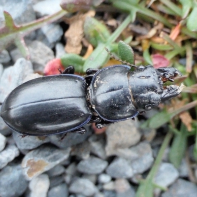 Carenum (genus) (Predatory ground beetle) at Yass River, NSW - 24 Jun 2022 by SenexRugosus
