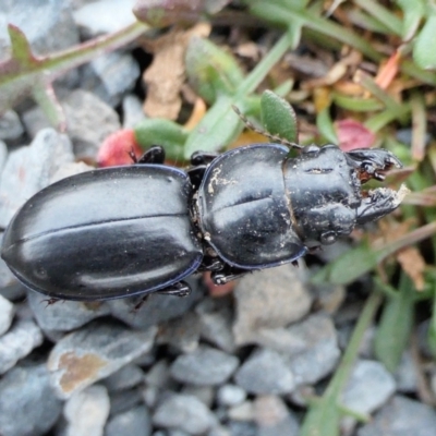 Carenum sp. (genus) (Predatory ground beetle) at Yass River, NSW - 24 Jun 2022 by SenexRugosus