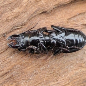 Carenum sp. (genus) at Yass River, NSW - 24 Jun 2022