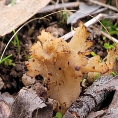 Clavulina sp. (A coral fungus) at Bruce, ACT - 24 Jun 2022 by trevorpreston