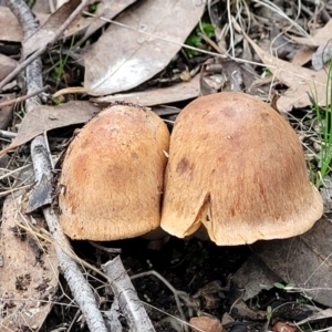 zz agaric (stem; gills not white/cream) at Bruce, ACT - 24 Jun 2022