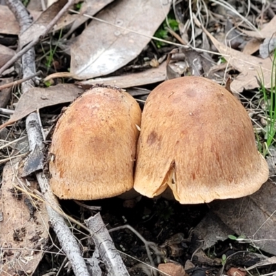 zz agaric (stem; gills not white/cream) at Bruce Ridge to Gossan Hill - 24 Jun 2022 by trevorpreston