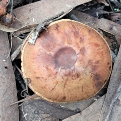 zz agaric (stem; gills not white/cream) at Bruce, ACT - 24 Jun 2022