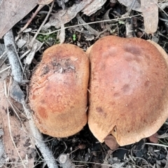 zz agaric (stem; gills not white/cream) at Bruce, ACT - 24 Jun 2022