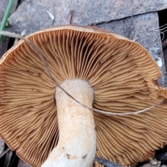 zz agaric (stem; gills not white/cream) at Bruce, ACT - 24 Jun 2022