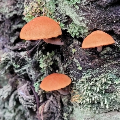 Unidentified Cap on a stem; gills below cap [mushrooms or mushroom-like] at Bruce, ACT - 24 Jun 2022 by trevorpreston