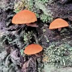 Unidentified Cap on a stem; gills below cap [mushrooms or mushroom-like] (TBC) at Bruce, ACT - 24 Jun 2022 by trevorpreston