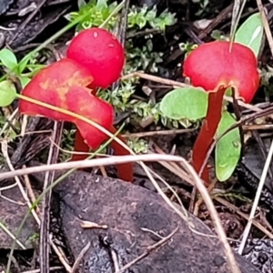 Hygrocybe sp. ‘red’ at Bruce, ACT - 24 Jun 2022