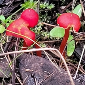 Hygrocybe sp. ‘red’ at Bruce, ACT - 24 Jun 2022 03:59 PM