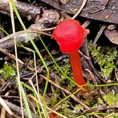 Hygrocybe sp. ‘red’ at Bruce, ACT - 24 Jun 2022