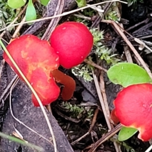 Hygrocybe sp. ‘red’ at Bruce, ACT - 24 Jun 2022 03:59 PM