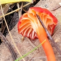 Hygrocybe sp. ‘red’ at Bruce, ACT - 24 Jun 2022